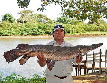 2612_Tropical Gar_Atractosteus tropicus.jpg